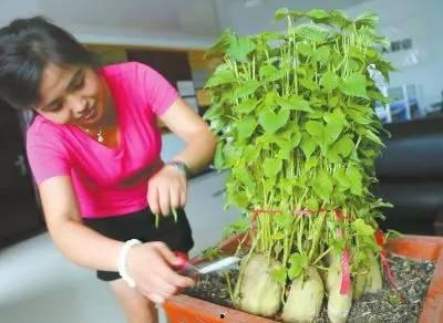 遥真菜在线观看  第3张